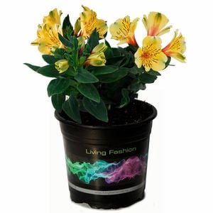 140mm Alstroemeria Inca Gold Rush - Peruvian Lily