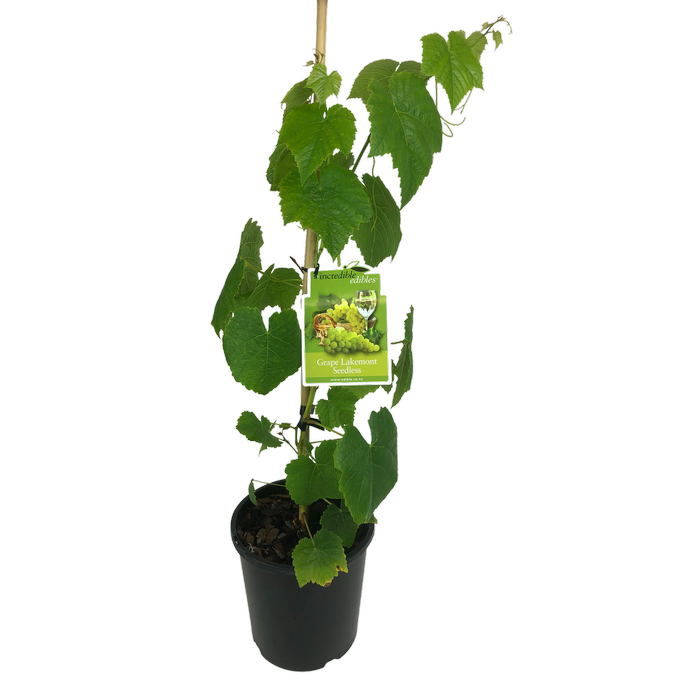 3L Grape Lakemont Seedless - Vitis Species -  Incredible Edibles Range