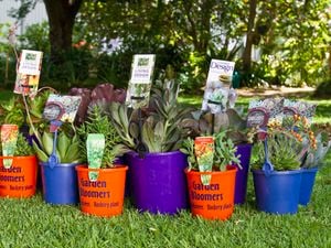 A range of potted succulents and cacti.