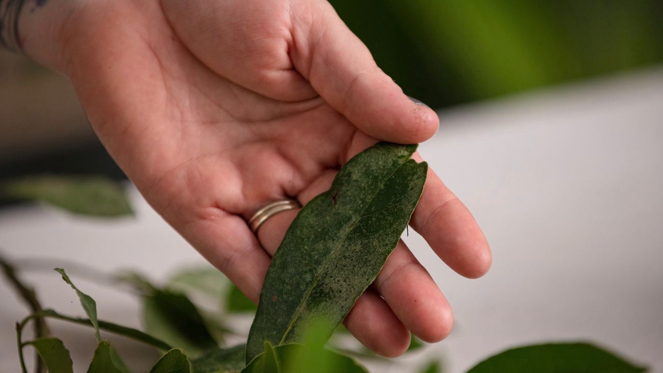Addressing potential problems with Bay Trees