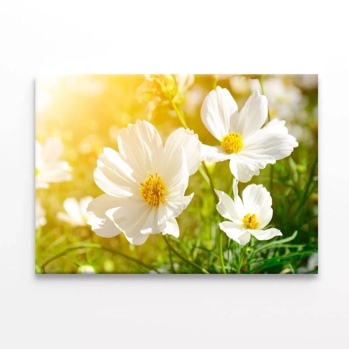 White Flowers Close-Up View   Print 100% Australian Made 75 x 50cm  (Stretched)