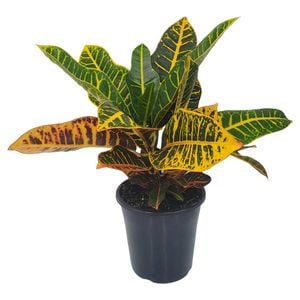 125mm Casablanca - Croton Codiaeum variegatum