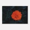 Galrie Kabloom Bright Red Flower Fine Art Photography Print for Home Decor, Poster Only, A1 60 x 84cm (23 x 33inch)