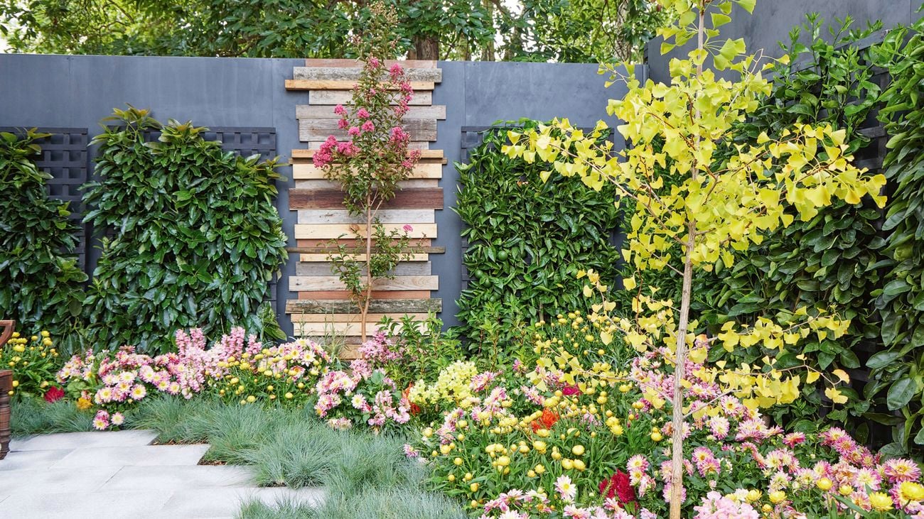 A garden scene with a grey masonry wall with a timber feature behind a pink crepe myrtle and black lattice panels covered in greenery, with a garden bed filled with strawflower and a gingko tree in front.