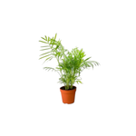 120mm Parlour Palm - Chamaedorea Elegans