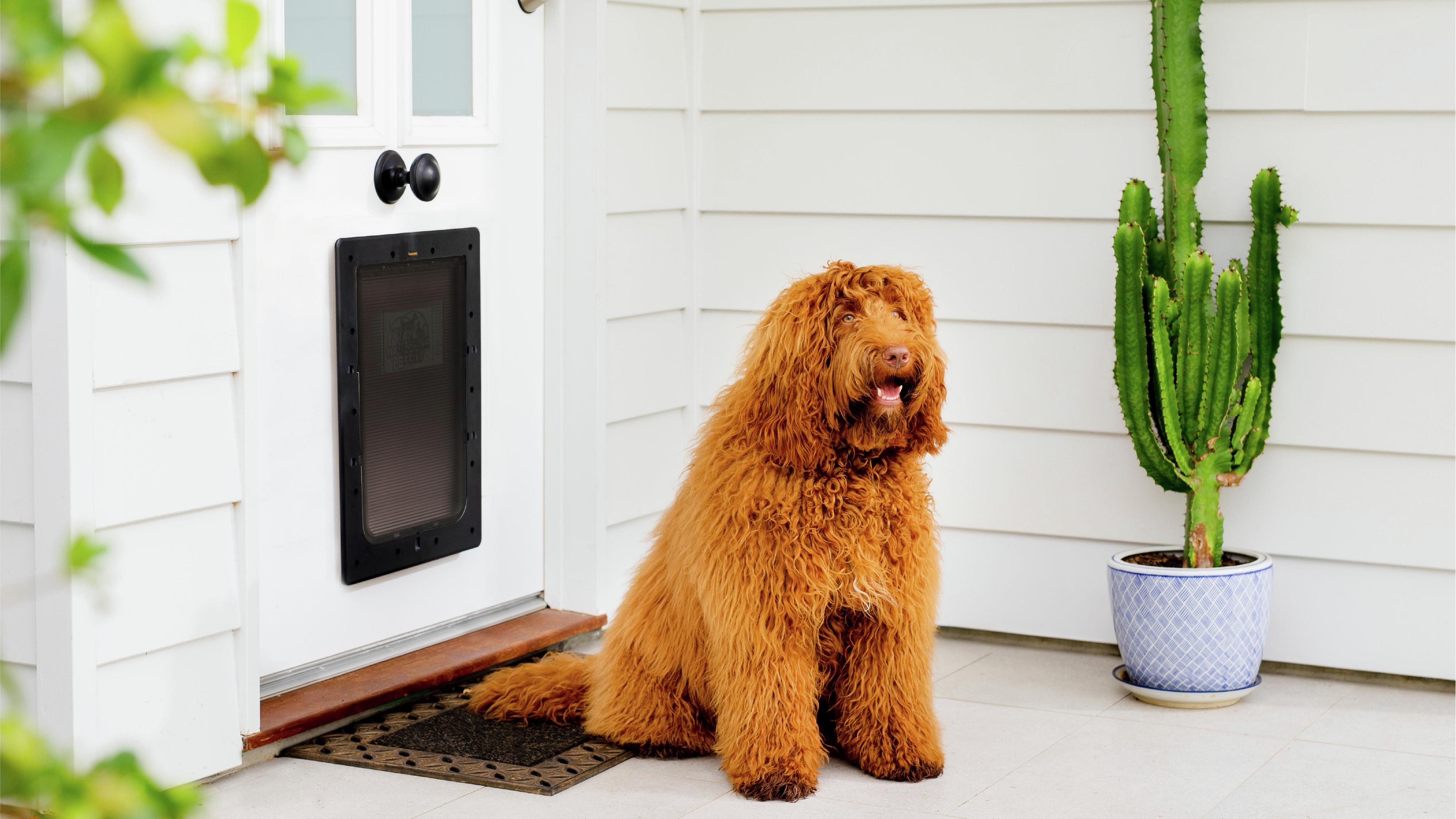 A Guide to Different Types of Pet Doors Bunnings Australia