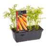 Carrot Little Fingers Punnet - Daucus carota