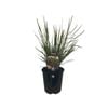 1.9L Lomandra Tanika - Lomandra longifolia