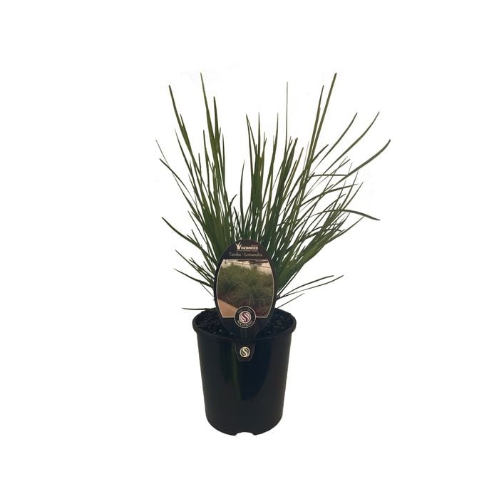 1.9L Lomandra Tanika - Lomandra longifolia
