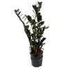 230mm ZZ Black - Zamioculcas zamiifolia