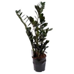 230mm ZZ Black - Zamioculcas zamiifolia