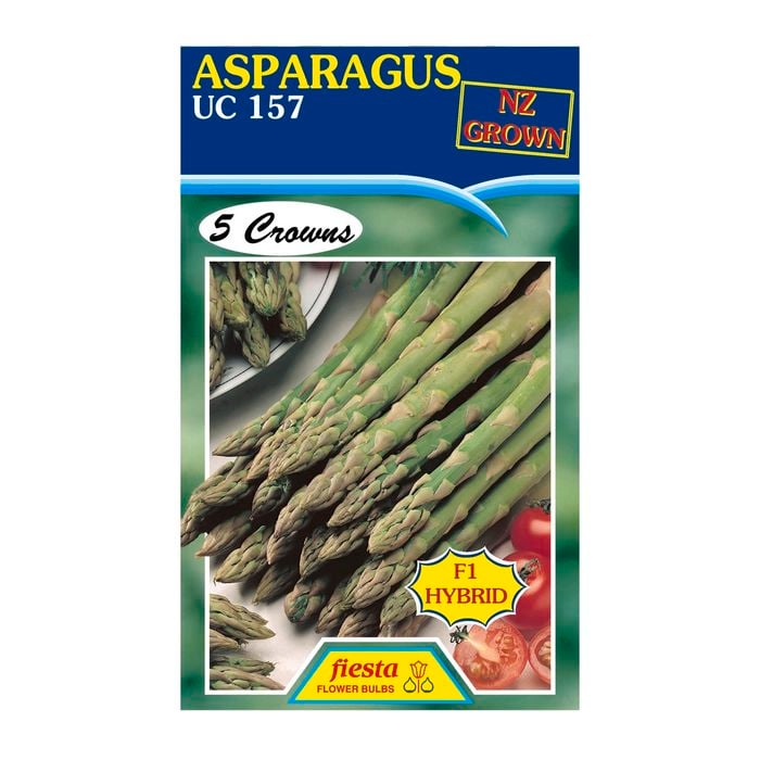 Fiesta Flower Bulbs Asparagus UC157 - 5 Crowns
