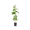 120mm Nellie Kelly Passionfruit Grafted Panama Gold - Passiflora edulius