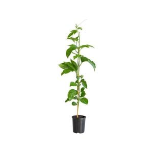 120mm Nellie Kelly Passionfruit Grafted Panama Gold - Passiflora edulius