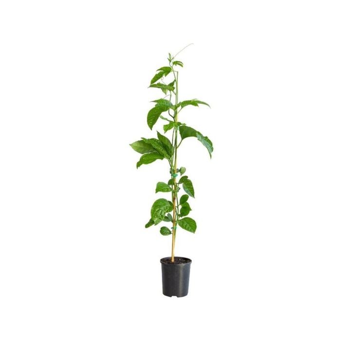 120mm Nellie Kelly Passionfruit Grafted Panama Gold - Passiflora edulius