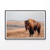 Bison Standing In Grassy Field  Print 100% Australian Made 120x90cm  (Poster)
