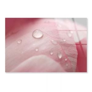Pink Flower With Water  Print 100% Australian Made 50 x 40cm  (Acrylic)