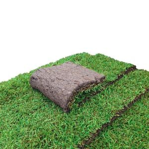 Sir Walter 0.5m² DNA Certified Soft Leaf Buffalo Turf Slab