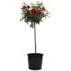 250mm Assorted PBR Tall Standard Rose - Rosa