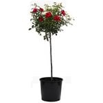 250mm Assorted PBR Tall Standard Rose - Rosa