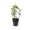 2.5L Jasmine Assorted - Trachelospermum jasminoides