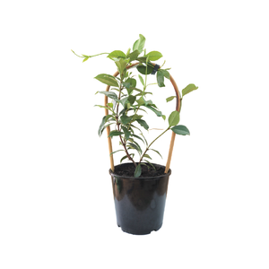 2.5L Jasmine Assorted - Trachelospermum jasminoides