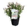 Gardening Solutionz 1.9L Lavender Ruffles Blushberry 