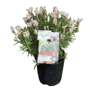 Gardening Solutionz 1.9L Lavender Ruffles Blushberry 