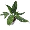 180mm Jet Diamond - Spathiphyllum floribundum