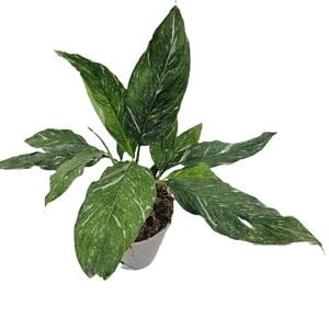 180mm Jet Diamond - Spathiphyllum floribundum