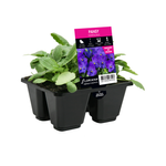 4 Cell Pansy Plentifall Blue - Viola wittrockiana