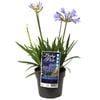 140mm Agapanthus Baby Pete - Agapanthus praecox ssp Orientalis