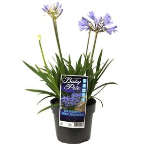 140mm Agapanthus Baby Pete - Agapanthus praecox ssp Orientalis