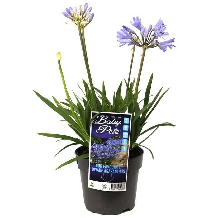 140mm Agapanthus Baby Pete - Agapanthus praecox ssp Orientalis