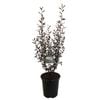 3.5L Corokia Frosted Chocolate - Corokia virgata