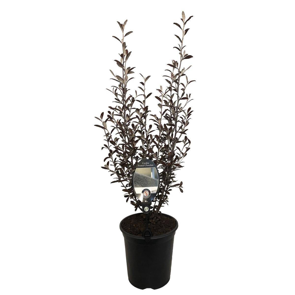 3.5L Corokia Frosted Chocolate - Corokia virgata - Bunnings New Zealand