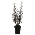 3.5L Corokia Frosted Chocolate - Corokia virgata