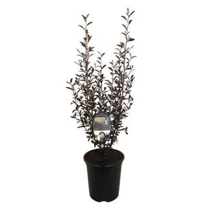 3.5L Corokia Frosted Chocolate - Corokia virgata