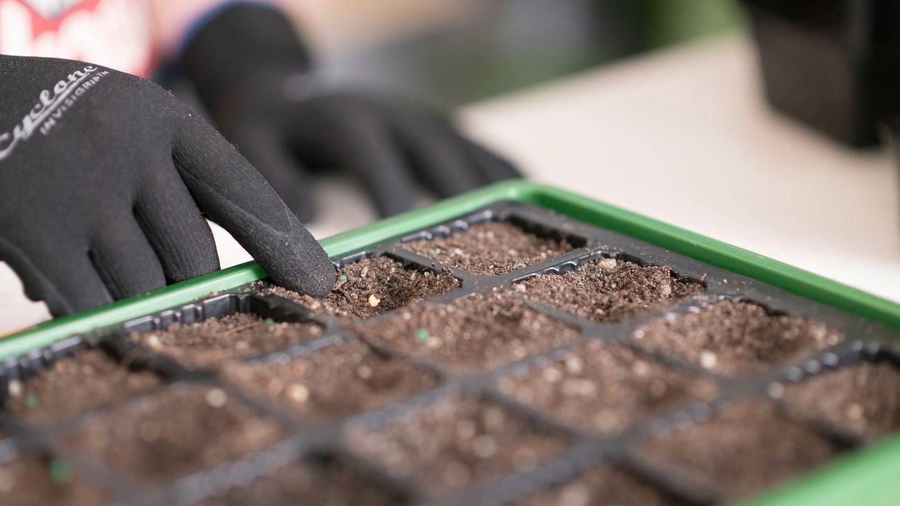 Seeds into a seed tray.