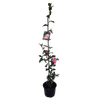 2L Camellia Tanya - Camellia sasanqua