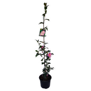 2L Camellia Tanya - Camellia sasanqua