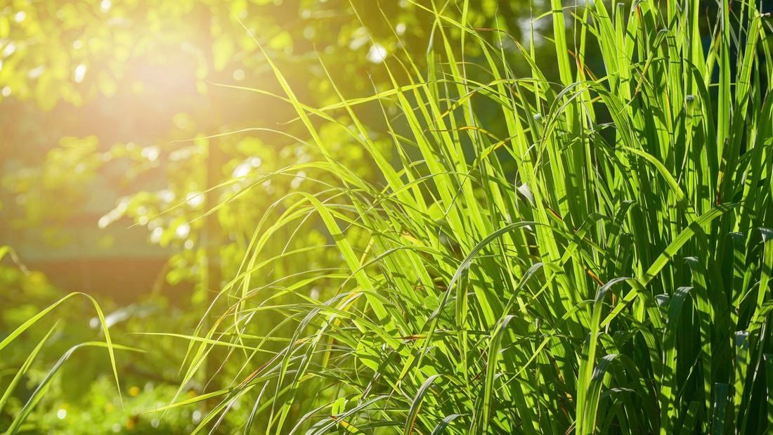 Citronella grown in the vegetable garden