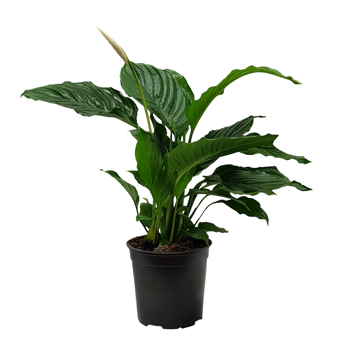 170mm Peace Lily - Spathiphyllum wallisii