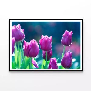 Lady Tulip Flowers Blooming  Print 100% Australian Made 120x90cm  (Poster)