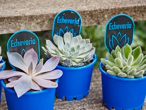 A range of succulents.