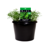 180mm Dill - Anethum graveolens