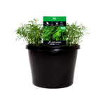 180mm Dill - Anethum graveolens