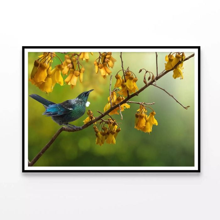 Tui Bird With Tree Branch  Print 100% Australian Made 120x90cm  (poster)