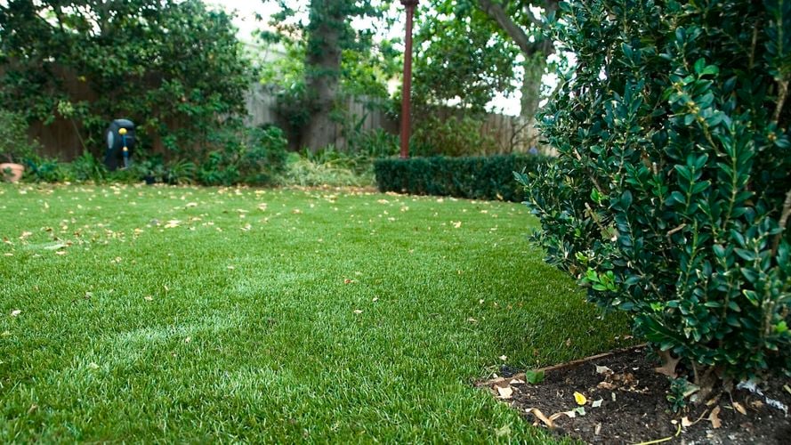 A lawn bordered by a hedge and back fence with trees