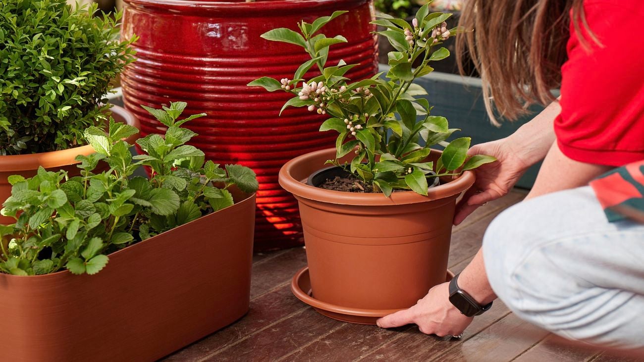 A person holding a pot with a plant in it that is sitting on timber decking